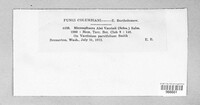 Erysiphe penicillata image